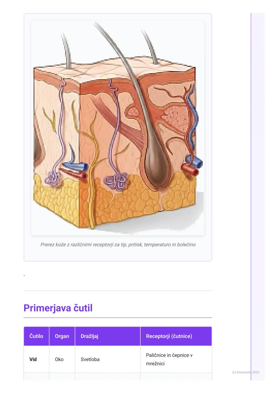 # Čutila

Uvod v čutila

Čutila so naš stik s svetom. Z njimi zaznavamo vse, kar se dogaja okoli nas in v
našem telesu. Brez njih ne bi vede