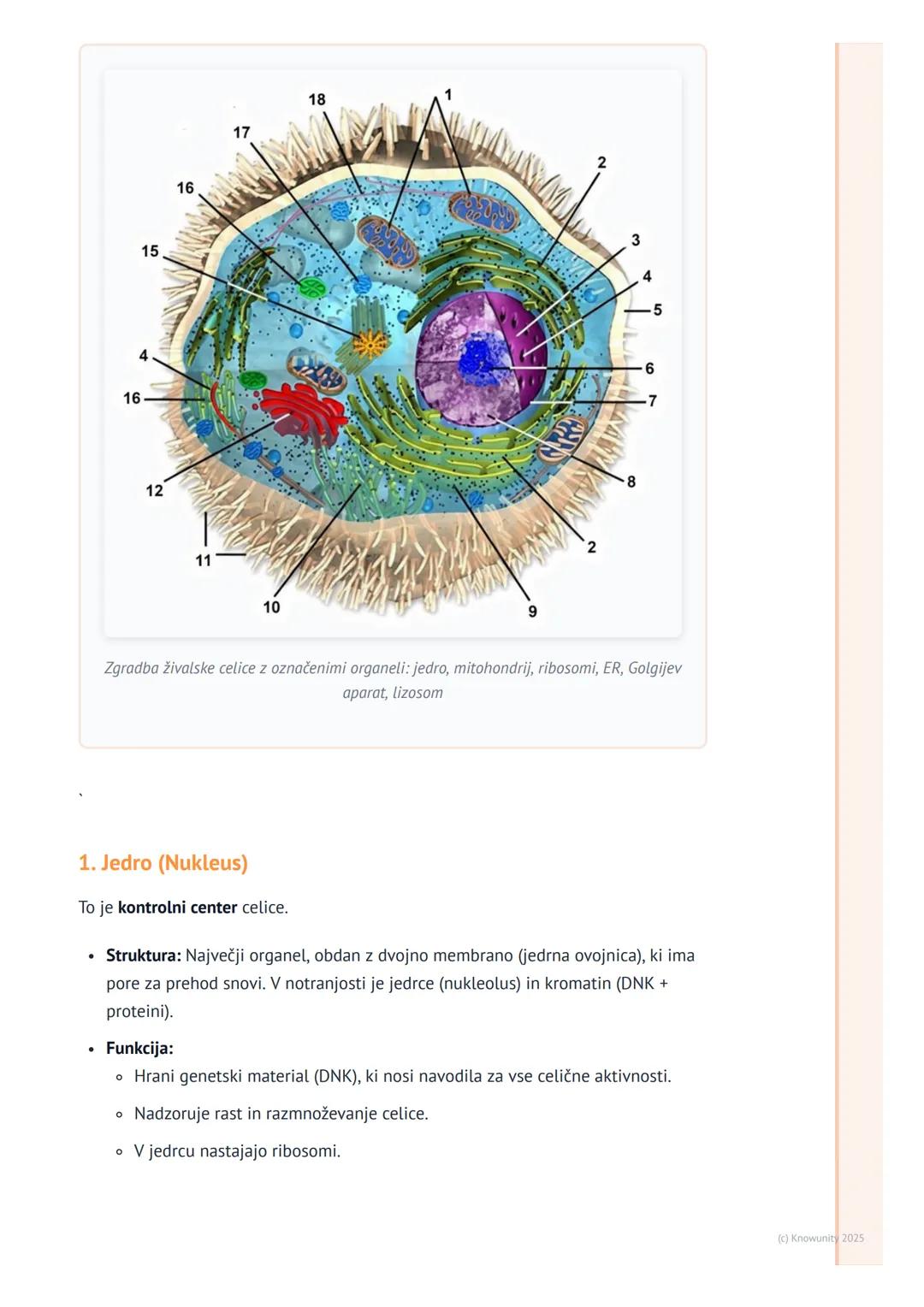 # Celični organeli in njihove funkcije

Uvod v celične organele

Celični organeli so kot majhni "organi" znotraj celice. Vsak ima svojo spec