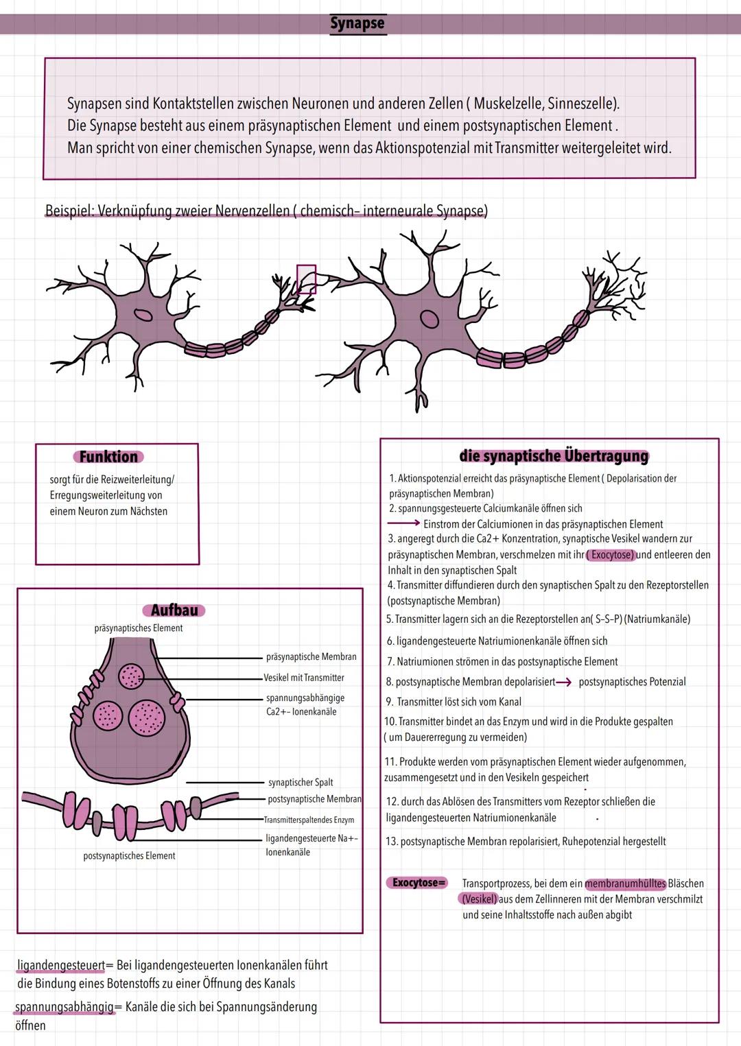 # Synapse

Synapsen sind Kontaktstellen zwischen Neuronen und anderen Zellen (Muskelzelle, Sinneszelle).
Die Synapse besteht aus einem präsy