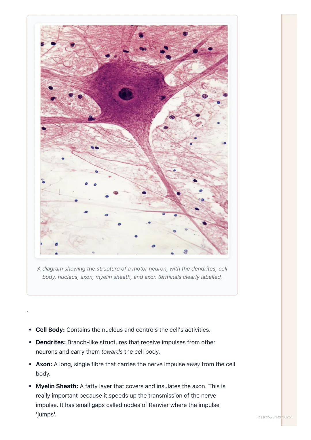 # The Nervous System

An introduction to the nervous system

The nervous system is our body's main control and communication system. It's
in