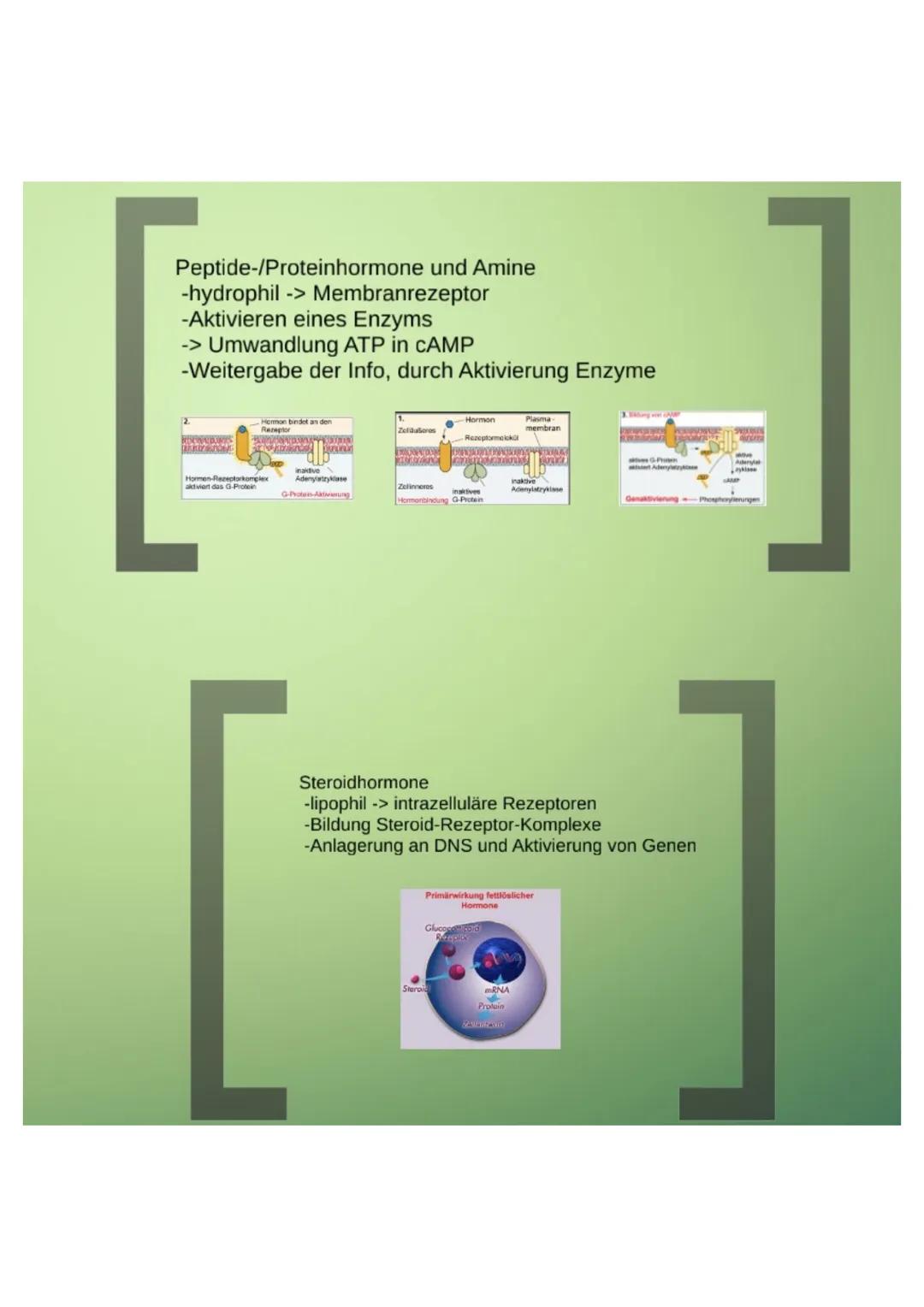 1.Hormone
1.1.Definition
-chemische Signal- und Botenstoffe
-übermitteln Informationen und
regeln wichtige Vorgänge
1.2.Klassifizierung
-U
