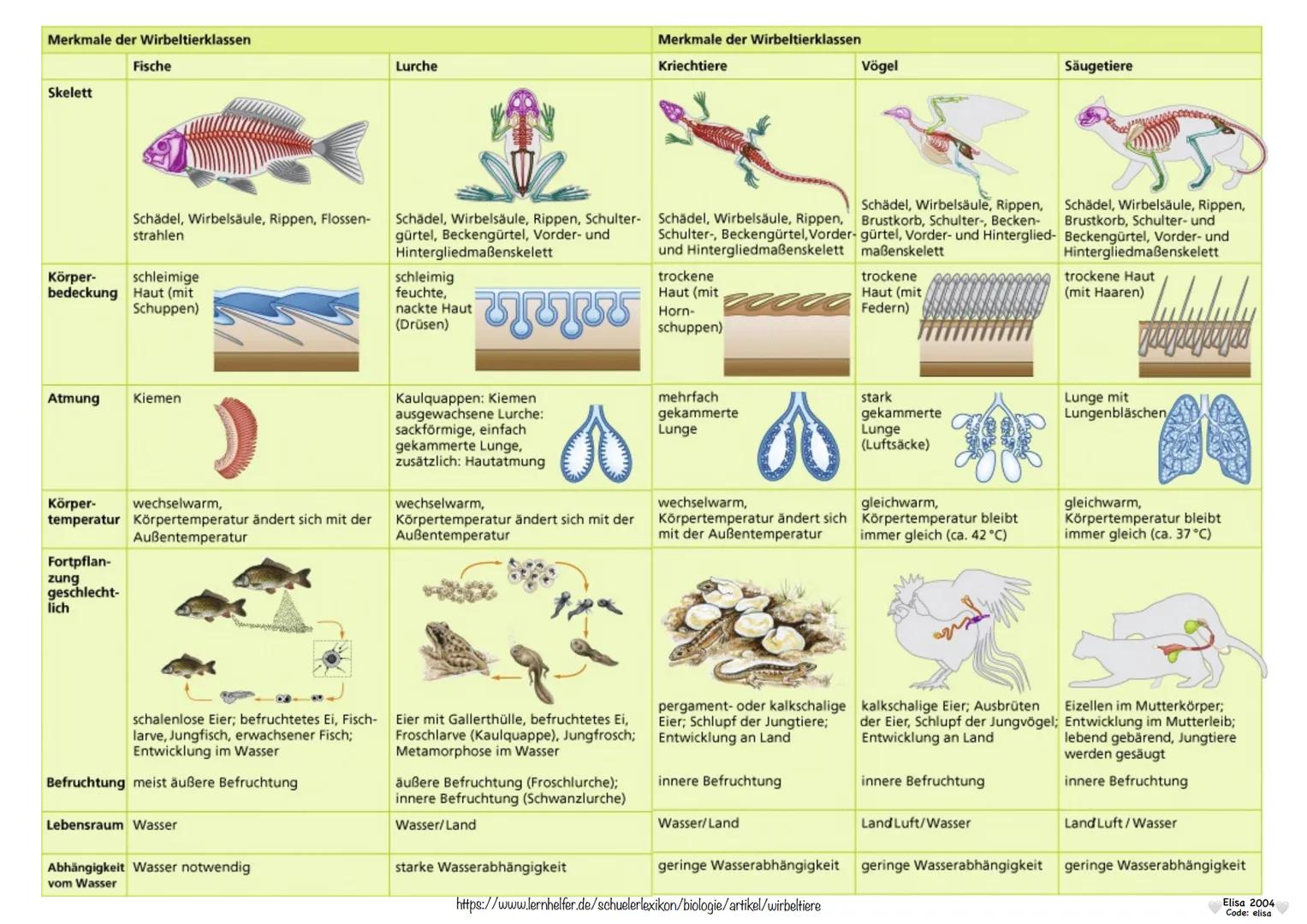 # Wirbeltiere
Der Körper der Wirbeltiere gliedert sich meist in
Kopf, Rumpf, Schwanz und zwei Paar Gliedmaßen.
Sie besitzen als Körperstütz