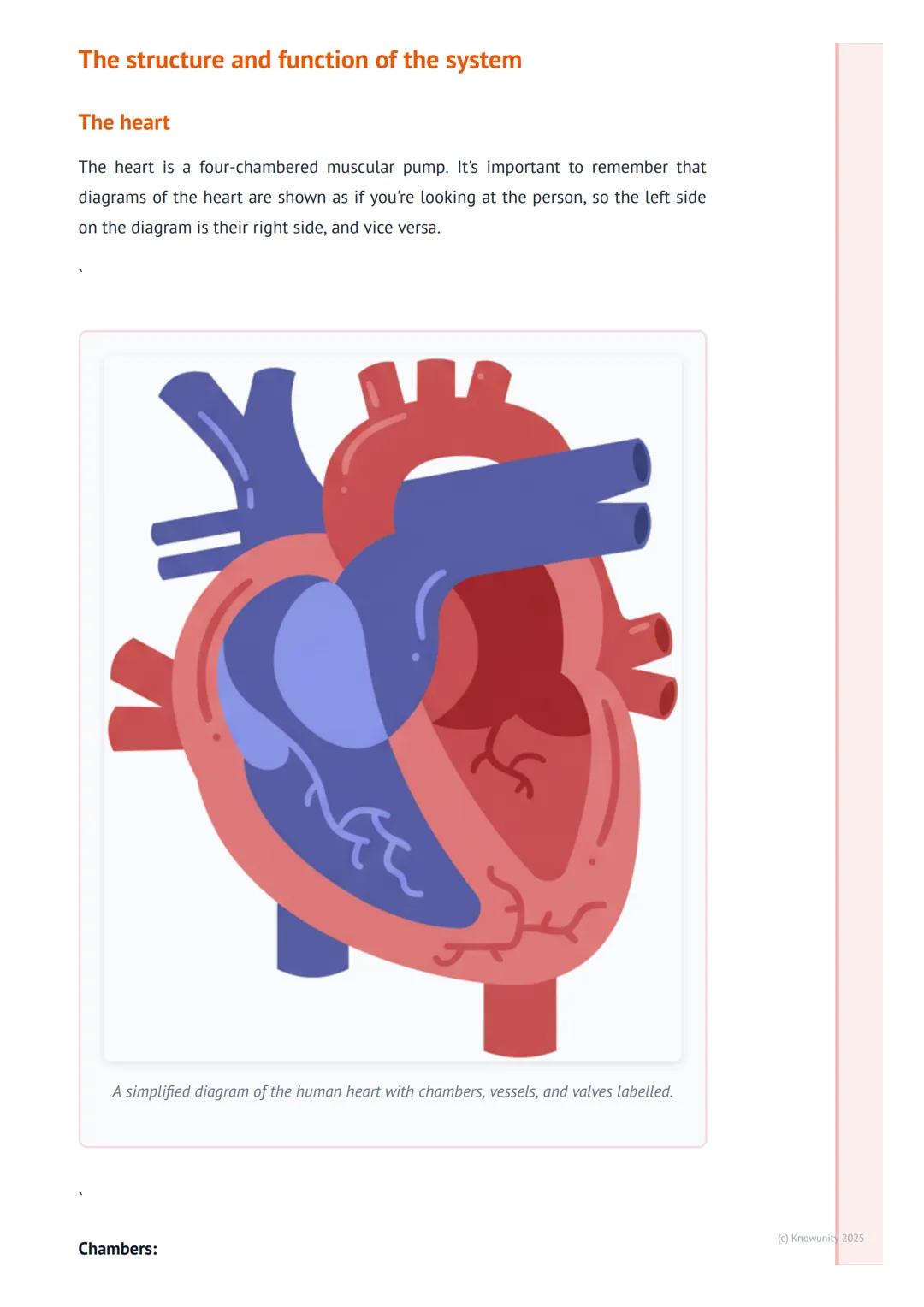 # The Circulatory System
An introduction to the circulatory system
The circulatory system is basically the body's transport network. Its m